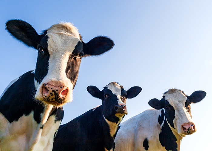 ingredienti-per-l-alimentazione-zootecnica