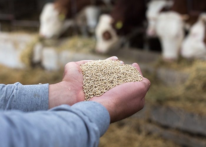 prodotti-di-consumo-mangimi-animali-allevamento